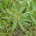 Asclepias viridis Leaf