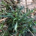 Silene nicaeensis Leaf