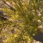 Melaleuca bracteata Lapas