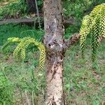 Araucaria laubenfelsii बार्क (छाल)