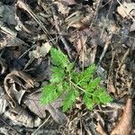 Botrychium virginianum Leaf