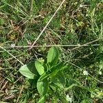 Gentiana cruciata Leaf