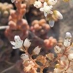 Sedum gypsicola