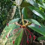 Paloue guianensis Flower