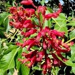 Aesculus pavia Flower