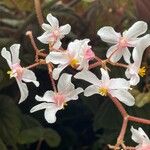 Begonia minor Flor