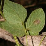 Calopogonium mucunoides Foglia