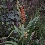 Sorghum bicolorफूल