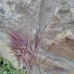 Bromus rubens Flower