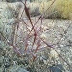 Eriogonum inflatum Плод