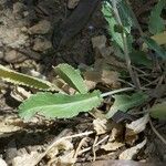 Eryngium tricuspidatum Blad