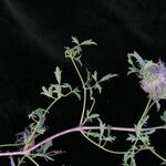 Clematis brevipes Hábito