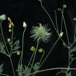Clematis brevipes Hábito