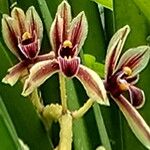 Cymbidium aloifolium Floare