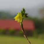 Polystachya bennettiana Flor
