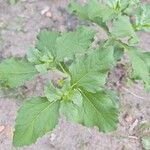 Acanthospermum hispidum Leaf