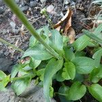 Valeriana montana পাতা