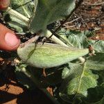 Asclepias californica Gyümölcs