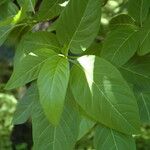 Pisonia grandis Лист