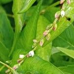 Persicaria hydropiper Flower