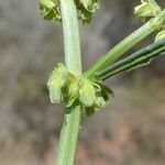 Rumex pulcher Fula