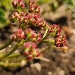 Cyphostemma adenocaule Flower