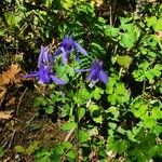 Aquilegia pyrenaica Květ