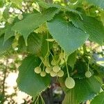 Tilia platyphyllos果實