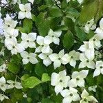 Cornus kousa Blatt