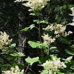 Holodiscus discolor Feuille