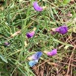 Lathyrus angulatus Flower