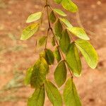Albizia zygia Hoja