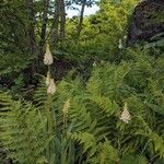 Amianthium muscitoxicum Blüte