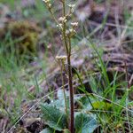 Micranthes integrifolia Hábitos