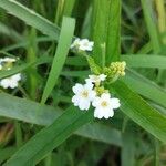 Caperonia castaneifolia പുഷ്പം