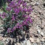 Astragalus missouriensis Leaf