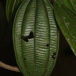 Miconia tschudyoides Leaf