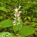 Collinsonia canadensis Blüte