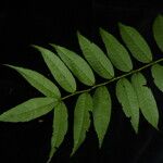 Zanthoxylum oxyphyllum Leaf