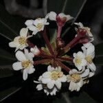 Baloghia brongniartii Flor