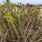 Euphorbia paralias Arall