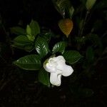 Gardenia augusta 花