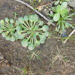 Bellium bellidioides Leaf