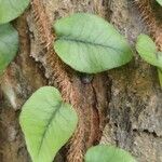 Microgramma squamulosa Leaf