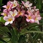 Plumeria rubraCvet