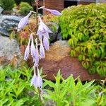 Hosta longipes Blüte