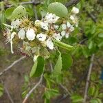 Pyrus bourgaeana 花