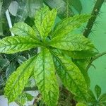 Pereskia bleo Folla