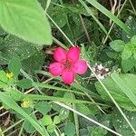 Linum grandiflorum 花