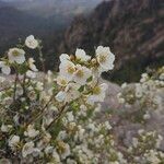 Philadelphus microphyllus Flower